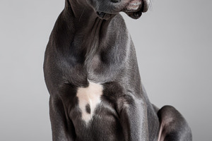 Close-up portrait of a gray dog, an Animal Photo by AlyaAnd