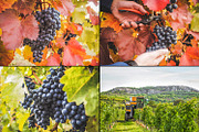 Viticulture /32 pics, a Brushes & More by tydla (Thumbnail 2 of 9)