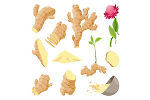 Ginger root set. Aromatic herbal, a Food Illustration by the8monkey