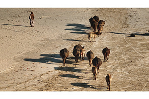 Shepherd herding water buffalo on
