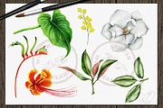 Tropical Big Pack Watercolor Clip, a Decorative Illustration by DioFlow (Thumbnail 18 of 26)