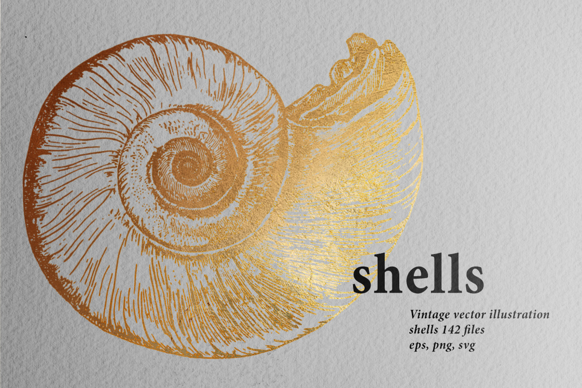 Vintage Seashells, an Illustration by Retro Machine (Photo 1 of 6)