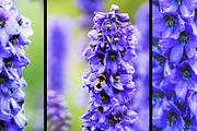 22 stock photos set. Nature, flowers, a Nature Photo by pictures for you (Thumbnail 6 of 6)