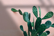 Natural Shadow Play Overlays, a Texture Graphic by Feather & Sage Design (Thumbnail 4 of 17)