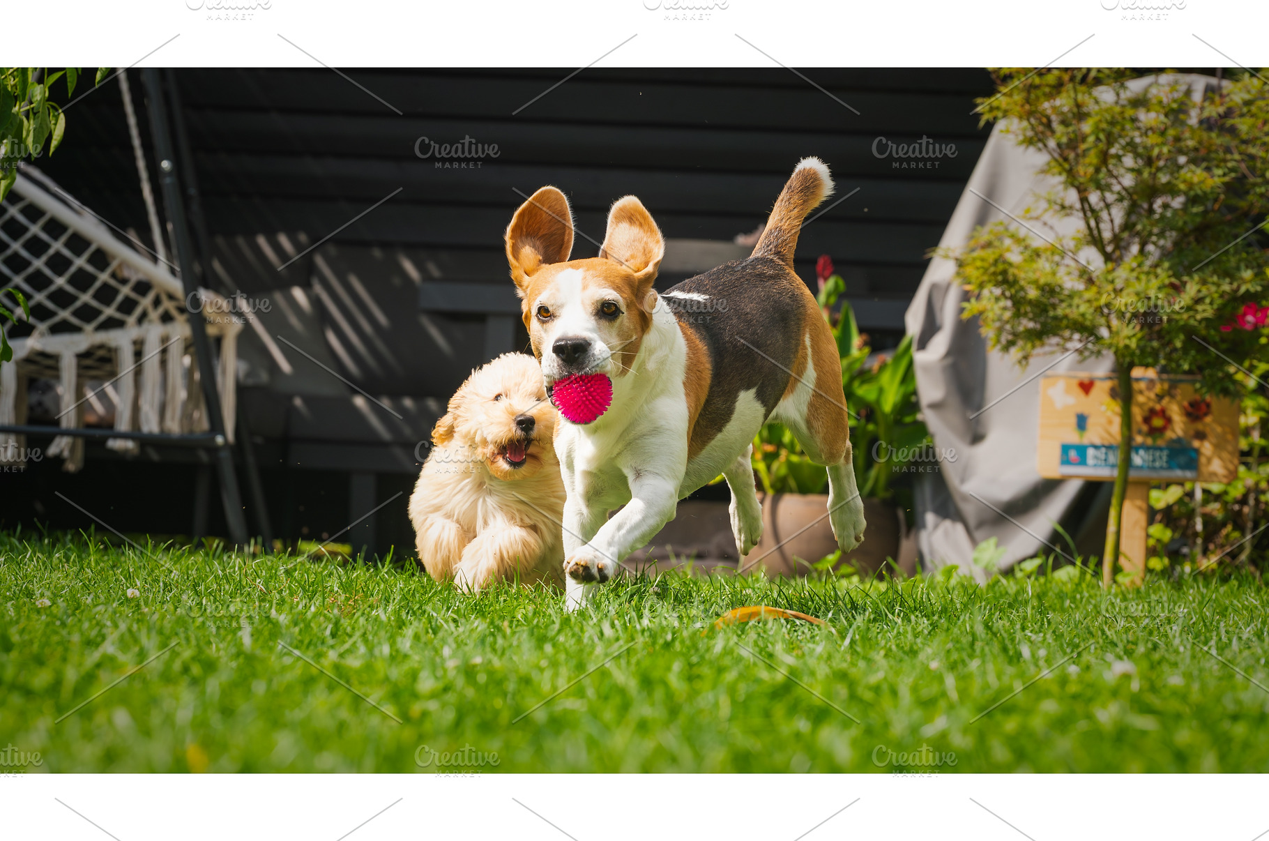 Beagle and Maltipoo Puppies Playing, an Animal Photo by MadPhotos