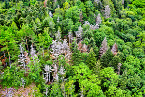 Aerial view of trees in the vosges containing forest, france, and, a Nature Photo by Leonid Andronov