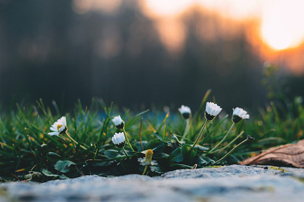Flowers stock photograph