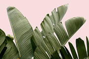 Plants on Pink ~ 4 Stock Photos, a Nature Photo by Dee Andreoli Photography (Thumbnail 2 of 5)