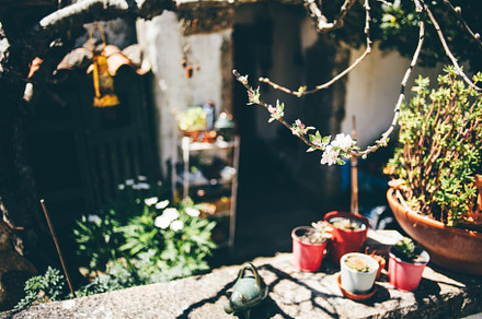 Blooming branch with blurred garden, an Architecture Photo by SkyNext