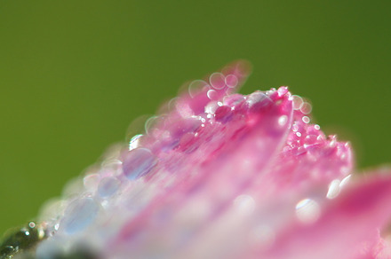 Flower pearls featuring macro, dew, and water