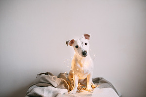 Puppy Christmas 