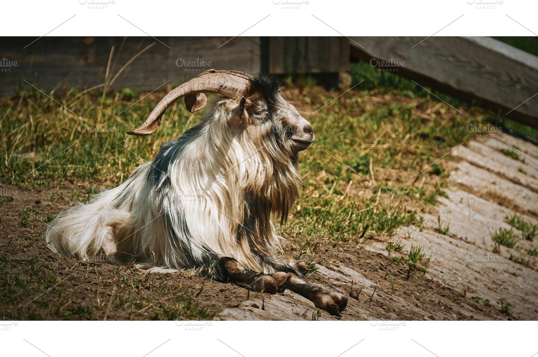 Charming Goat Relaxing in the Warm, an Animal Photo by Our Amazing World