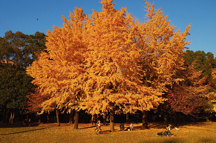 Red Tree preview 6