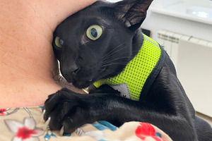 Black cat in vet veterinarian clinic, an Animal Photo by Vapi