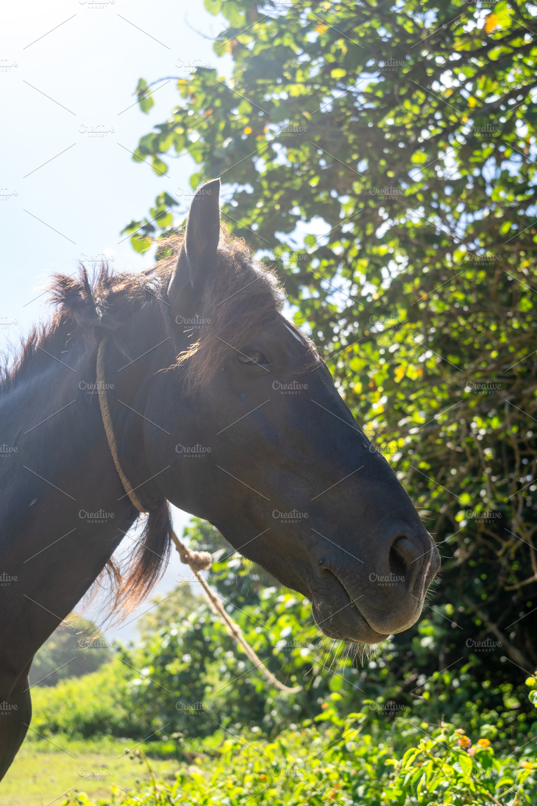 Brown horse in Hiva Oa, Marquesas Islands, French Polynesia, a Nature Photo by GoodGoods