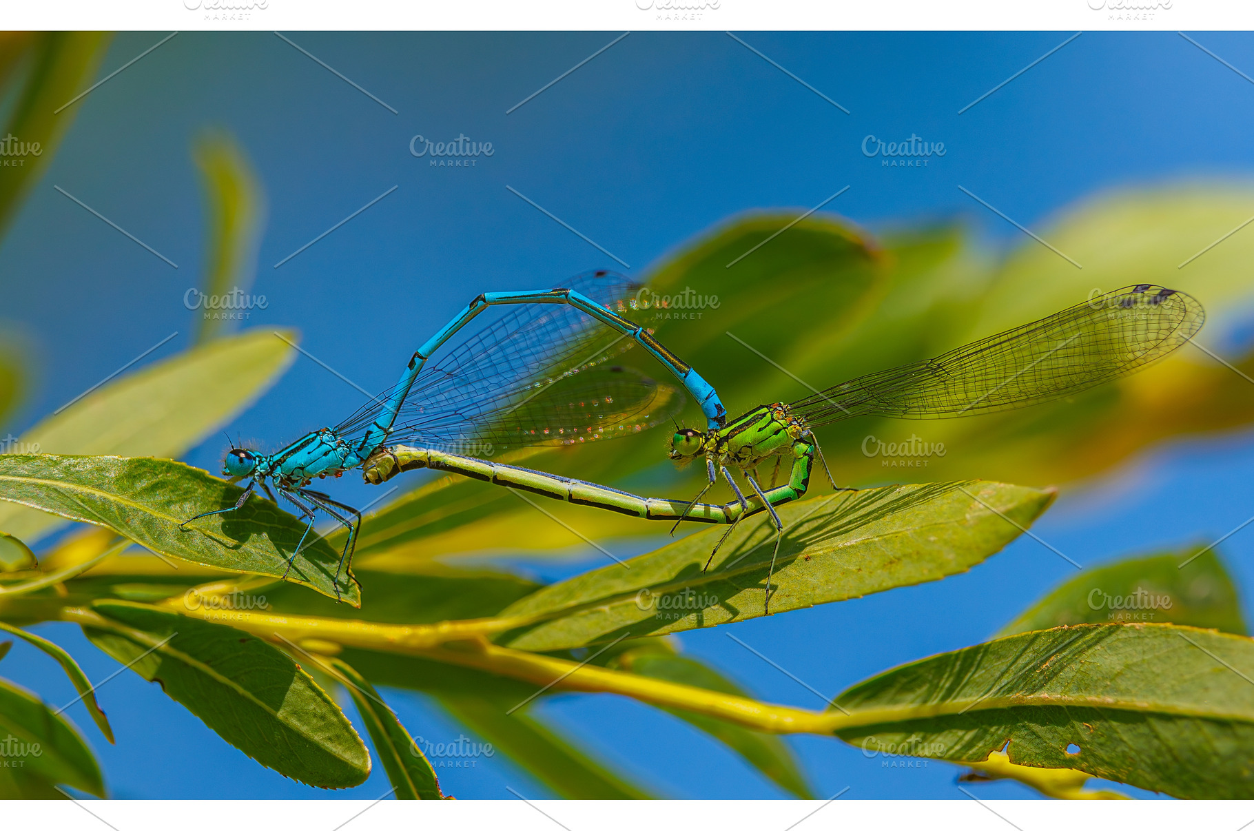 The azure damselfly - Coenagrion, an Animal Photo by Lukas Jonaitis SHOP