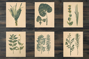 Vintage Herbarium, Floral Images