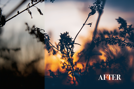 Deep Garden Lightroom Preset preview 5