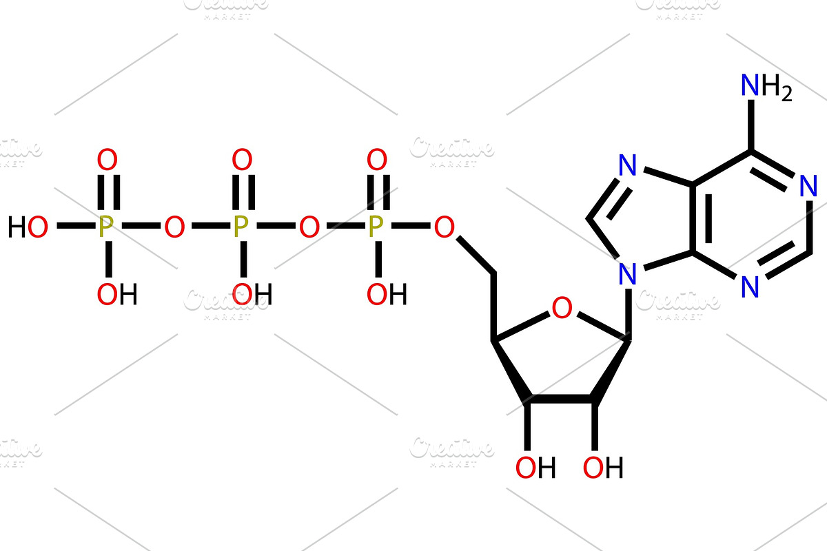 Adenosine triphosphate (ATP, a Healthcare Illustration by Leonid Andronov