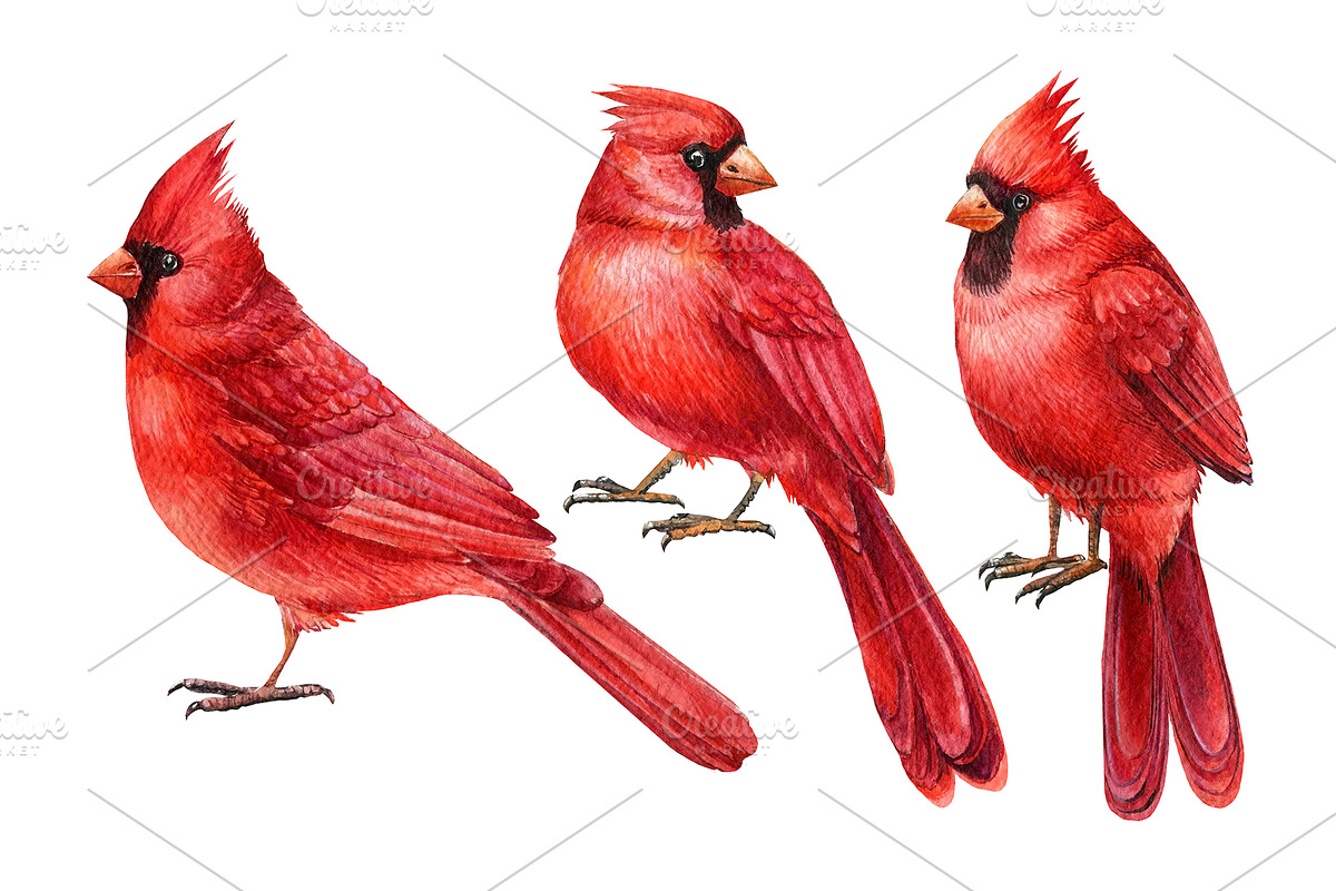 Christmas watercolor clipart, a Decorative Illustration by Hanna Hryharenka (Photo 18 of 19)