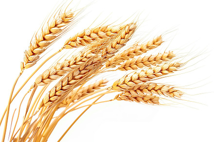 Wheat ears isolated on white background, a Nature Photo by AlyaAnd