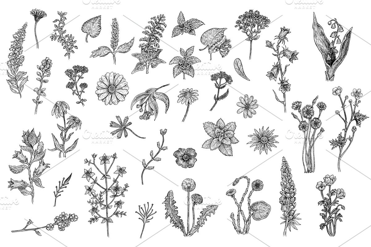 Herbs & Flowers, an Object Illustration by Eugenia Hauss Design
