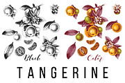 Fruit branches, a Food Illustration by handsketched (Thumbnail 13 of 13)