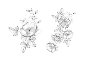 Hand Sketch floral art, an Object Graphic by VictoriaKStudio (Thumbnail 2 of 3)