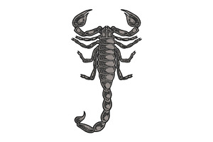 Scorpion Color Sketch Engraving