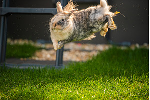Action Shot of a Fluffy Rabbit, a Nature Photo by MadPhotos