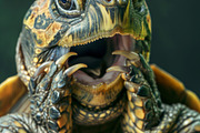 236 surprised animals, an Animal Photo by Handmadefont (Thumbnail 215 of 241)