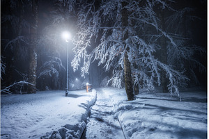 Mystical winter night in a forest, a Nature Photo by den-belitsky