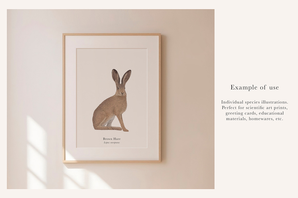British Wildlife Species Set - PNGs, an Animal Illustration by LaurenFittonIllustration (Photo 5 of 10)