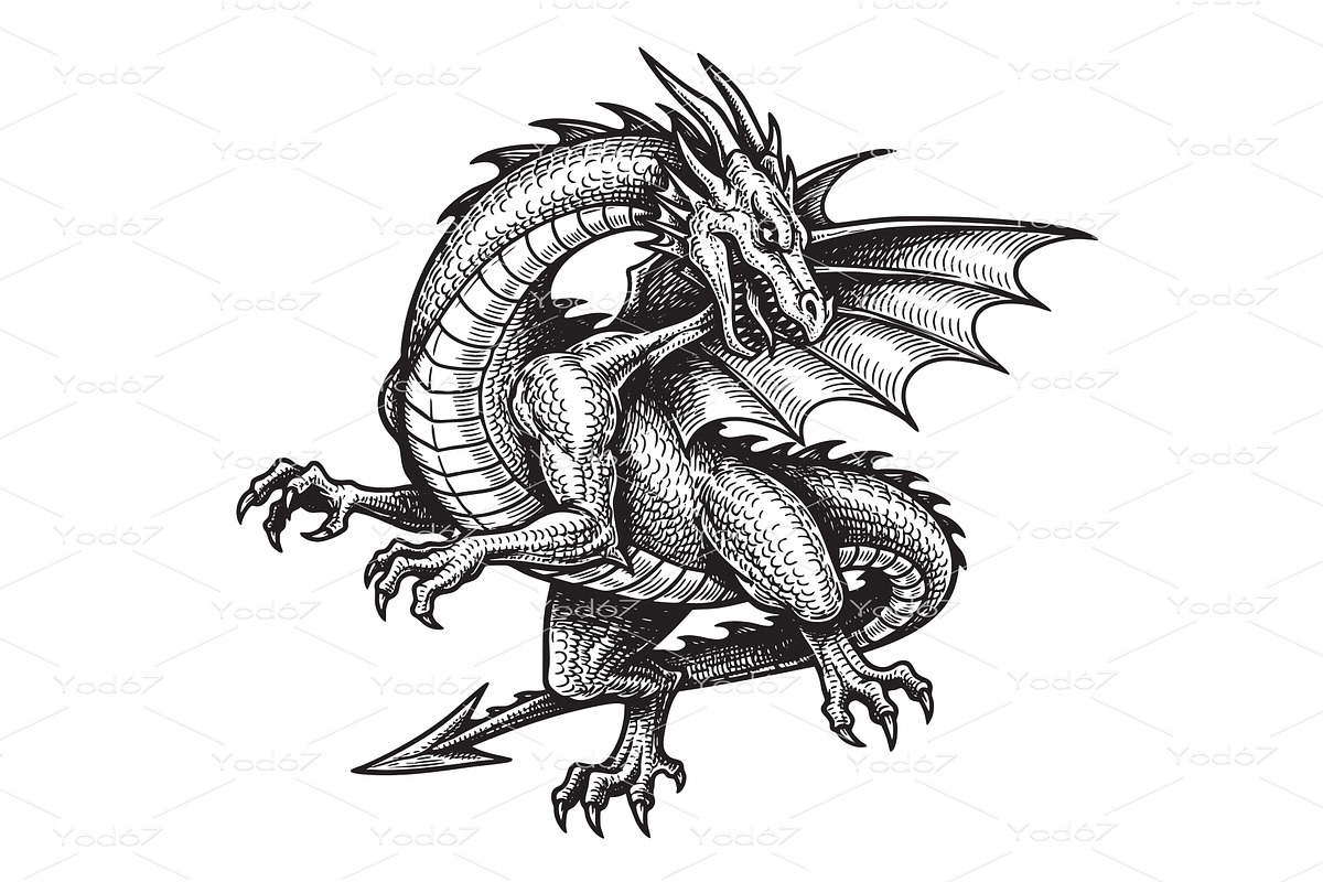 Fierce European dragon sketch, an Animal Illustration by yod67