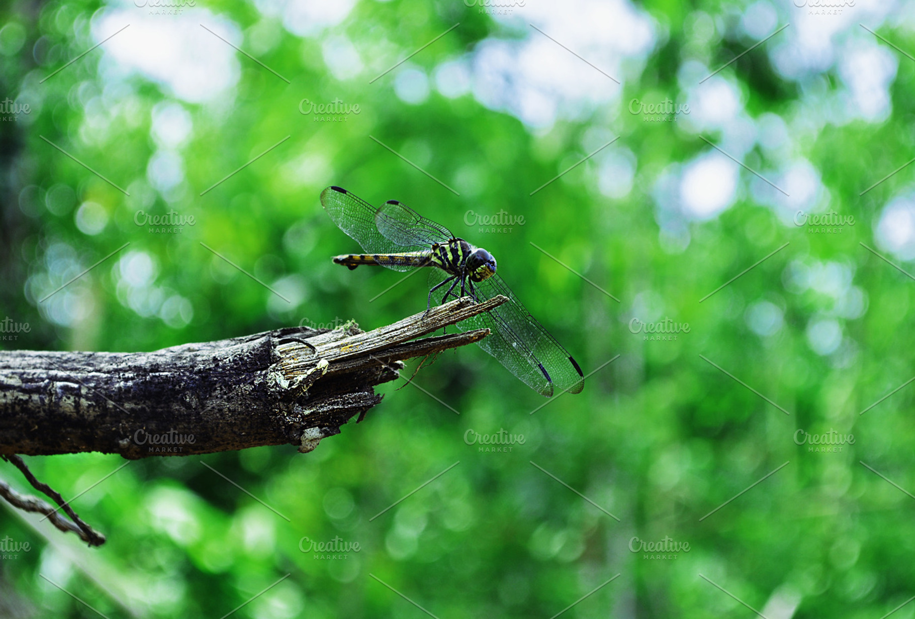 Dragonfly Stock Photograph