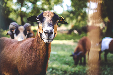 Sheep Portrait preview 6