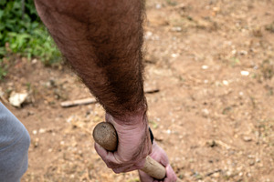 Man Gardening with Hoe in Backyard, a Nature Photo by etorres69