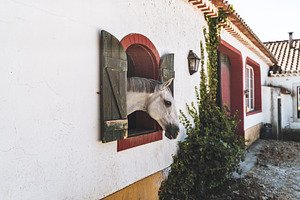 White Horse Looking from Stable, an Animal Photo by SkyNext