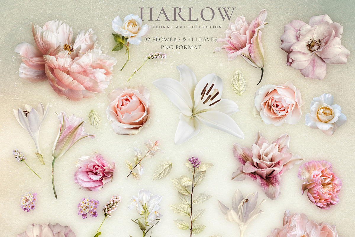 Harlow Floral Art Collection, an Object Graphic by Eclectic Anthology (Photo 7 of 13)