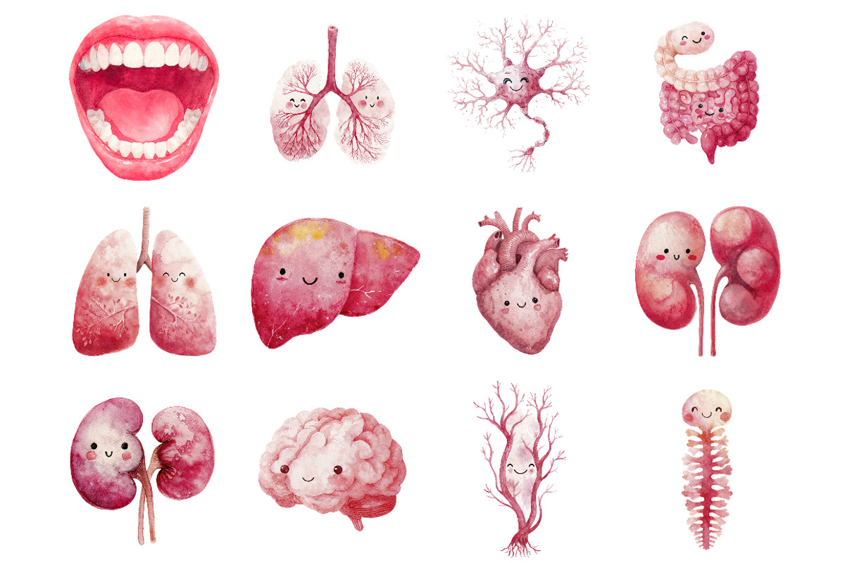 Kawaii Anatomy Clipart Bundle, an Education Illustration by InkyQueenArt (Photo 4 of 5)