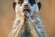 236 surprised animals, an Animal Photo by Handmadefont (Thumbnail 191 of 241)