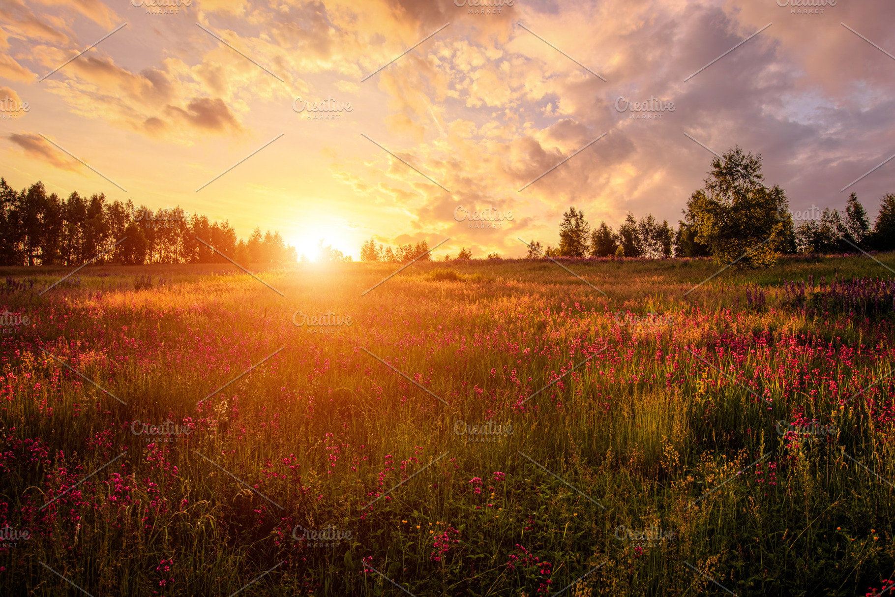 Golden sunset panorama over a lush green meadow filled with vibr, a Nature Photo by Eugene_Photo