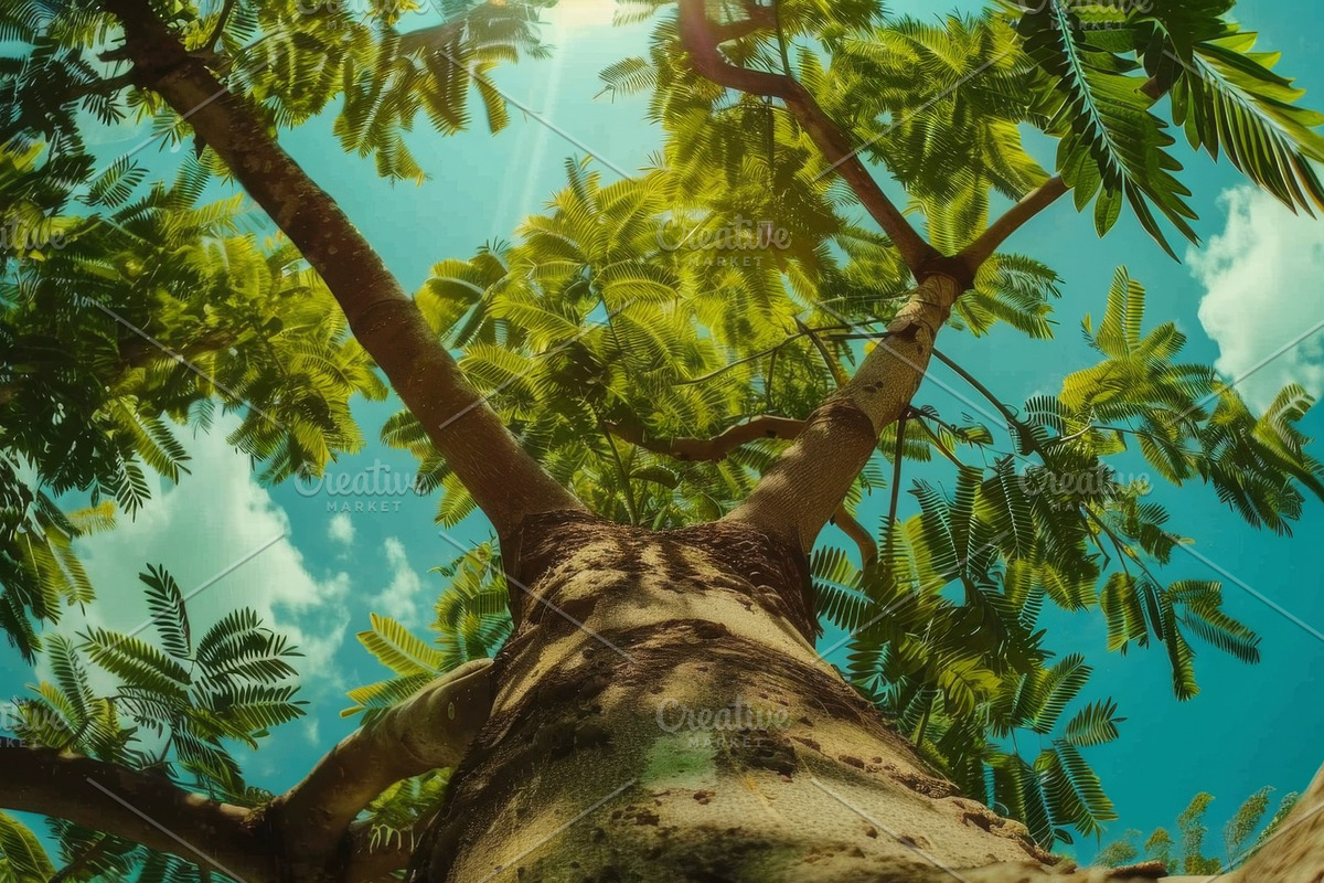 98 Trees view from below, a Nature Photo by Handmadefont (Photo 68 of 98)