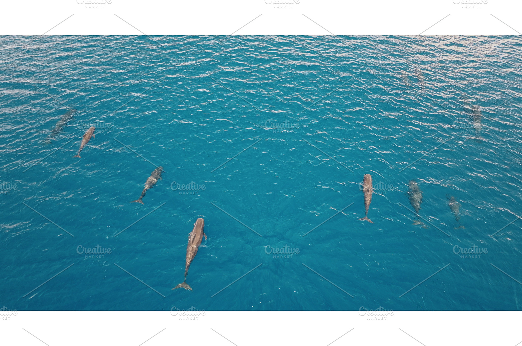 Dolphins swimming in blue ocean, an Animal Photo by Goinyk