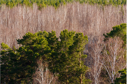 Forest landscape showcasing, a Nature Photo by darksoul72