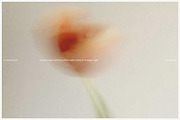 FLORET Blur Flower Backgrounds, a Background Graphic by Aesthetic Eye (Thumbnail 4 of 19)