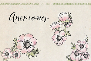 Watercolor Anemones