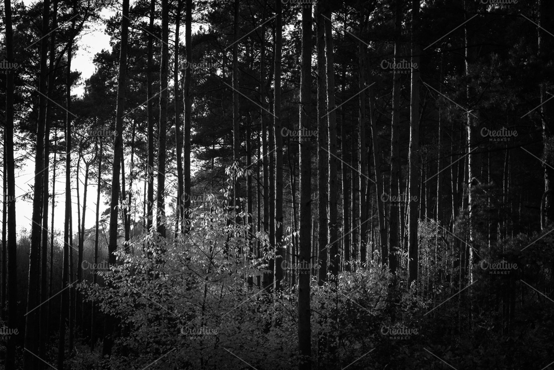 Black & white forest 10 stock photo containing black and white and bw, a Nature Photo by PhotoMarket
