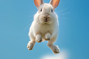 116 Flying animals, an Animal Photo by Handmadefont (Thumbnail 102 of 119)