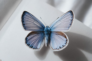 Butterfly on Plain White Surface, an Animal Photo by Virgo Studio